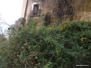 lazzo Riggio Carcaci-05-01-2016 09-59-58